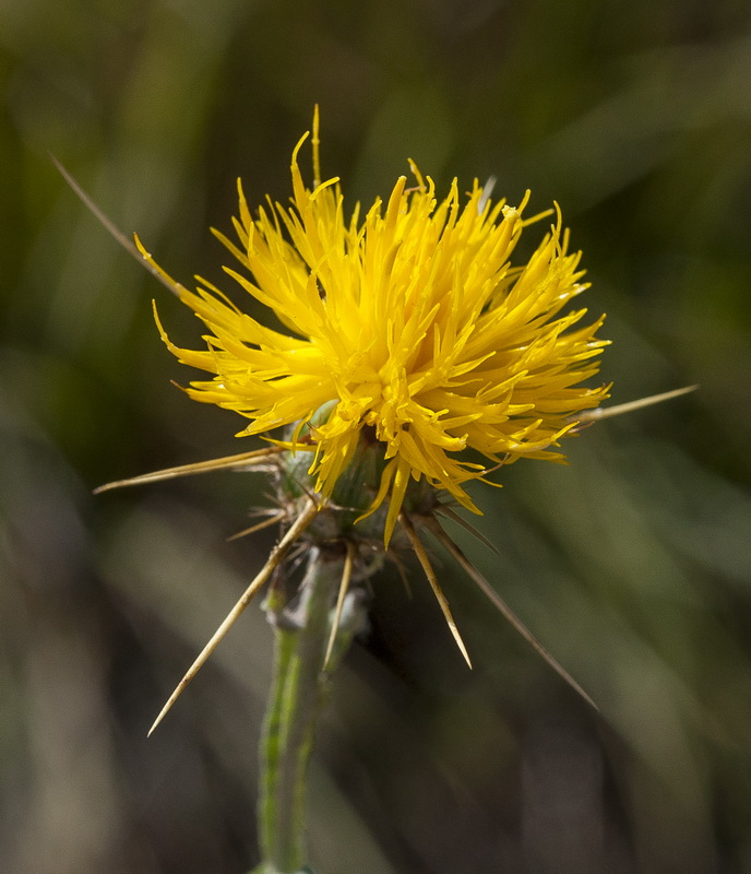 Centaurea soltitialis soltitialis.14