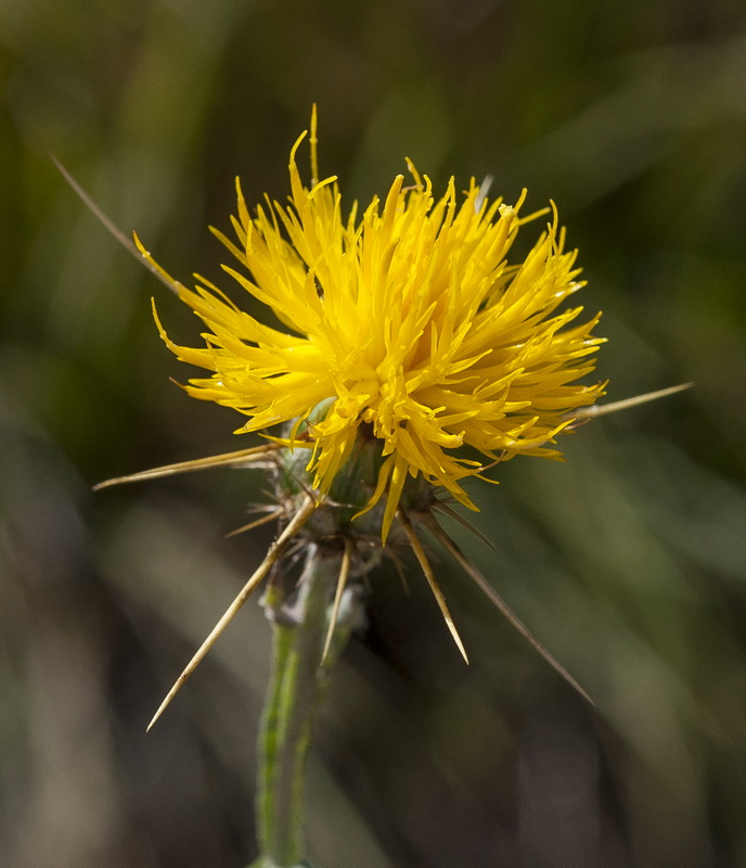 Centaurea soltitialis soltitialis.14