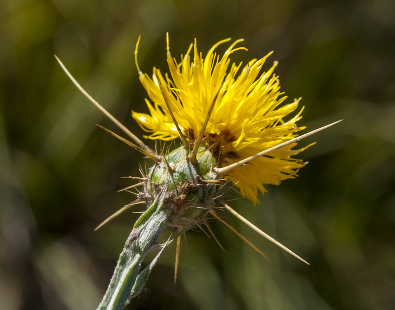 Centaurea soltitialis soltitialis.15