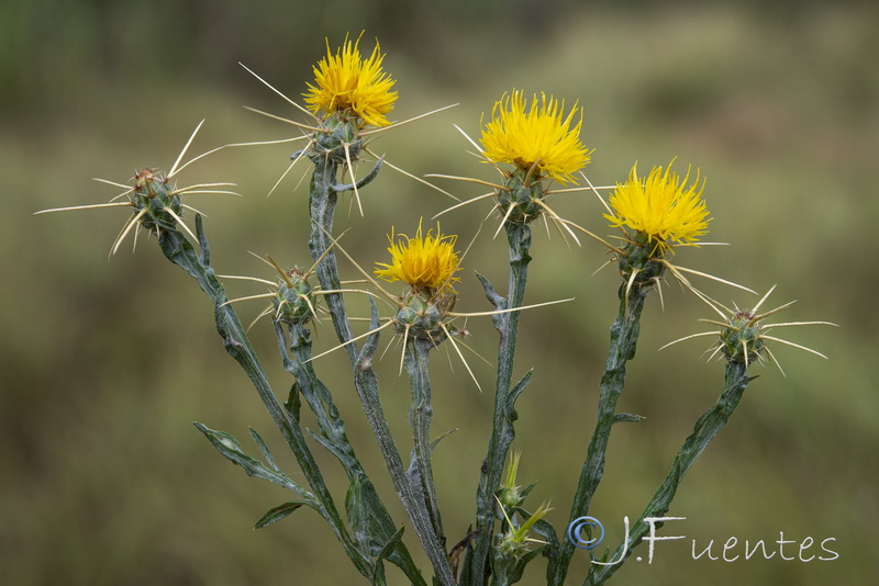 Centaurea soltitialis soltitialis.06