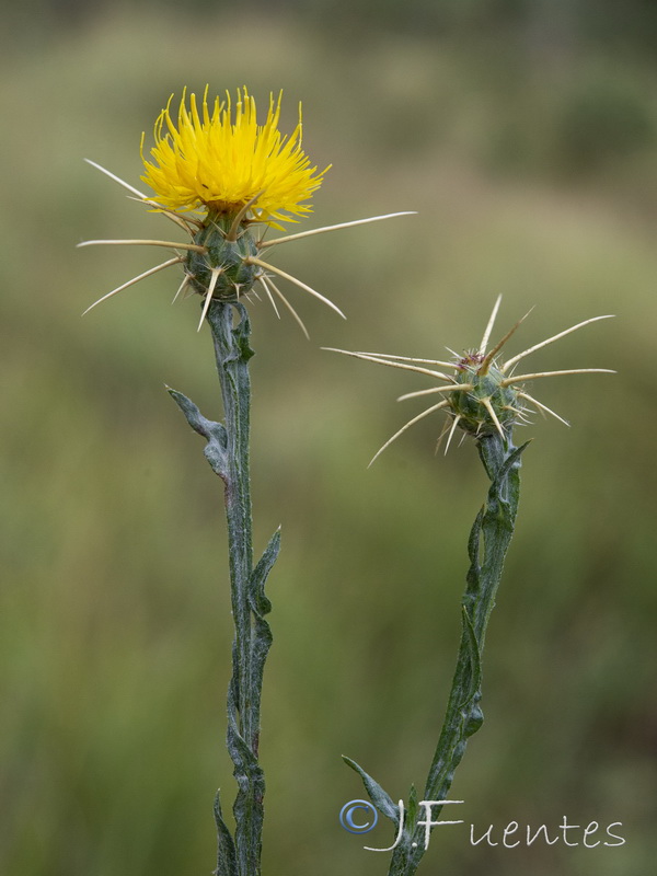 Centaurea soltitialis soltitialis.18