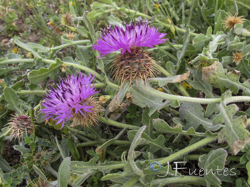 Centaurea sphaerocephala.04