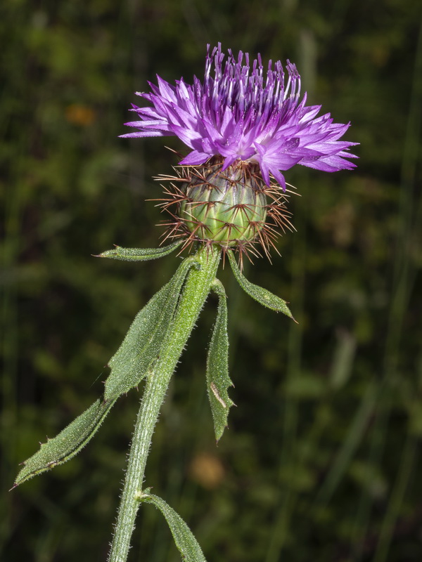 Centaurea sphaerocephala.10