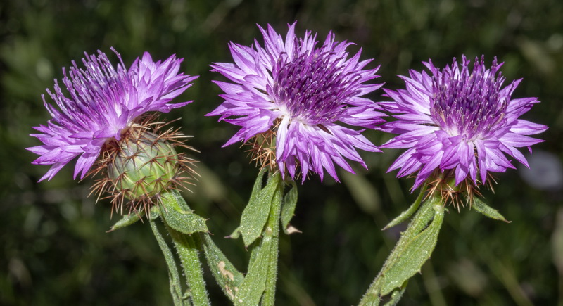 Centaurea sphaerocephala.11