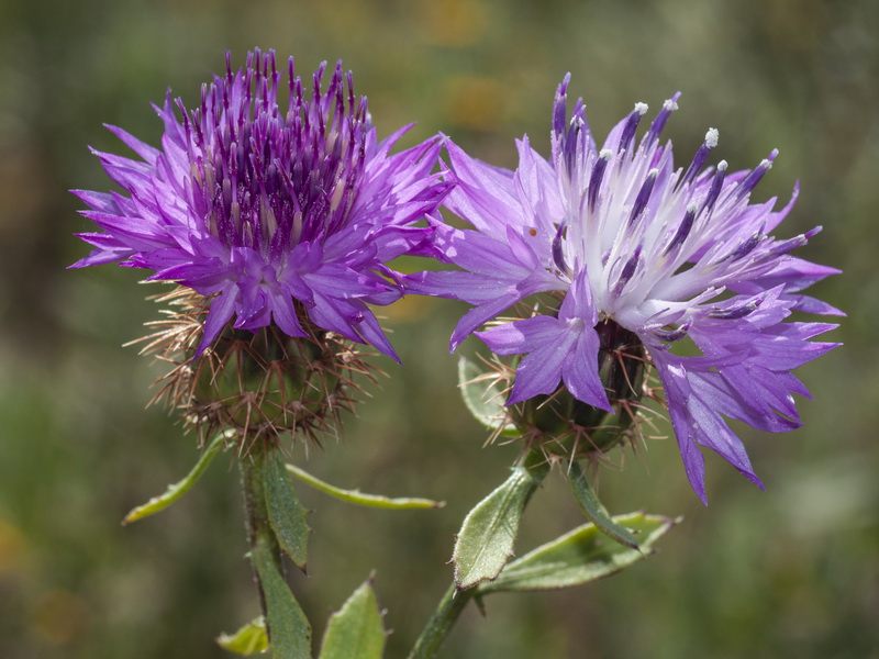Centaurea sphaerocephala.13