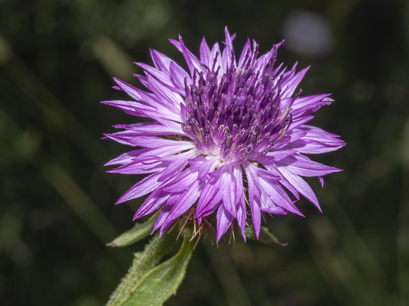 Centaurea sphaerocephala.14