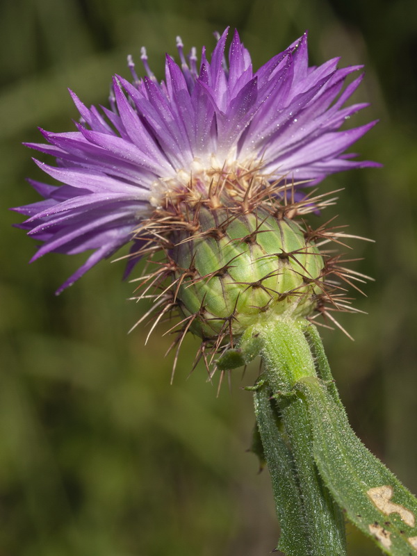 Centaurea sphaerocephala.15