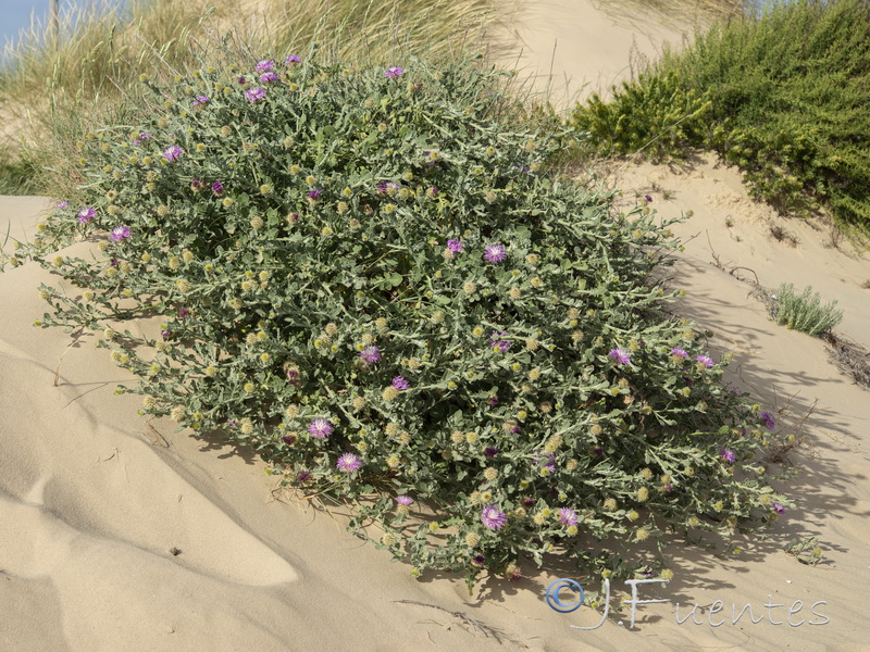 Centaurea sphaerocephala.01