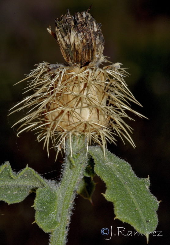 Centaurea sphaerocephala.17