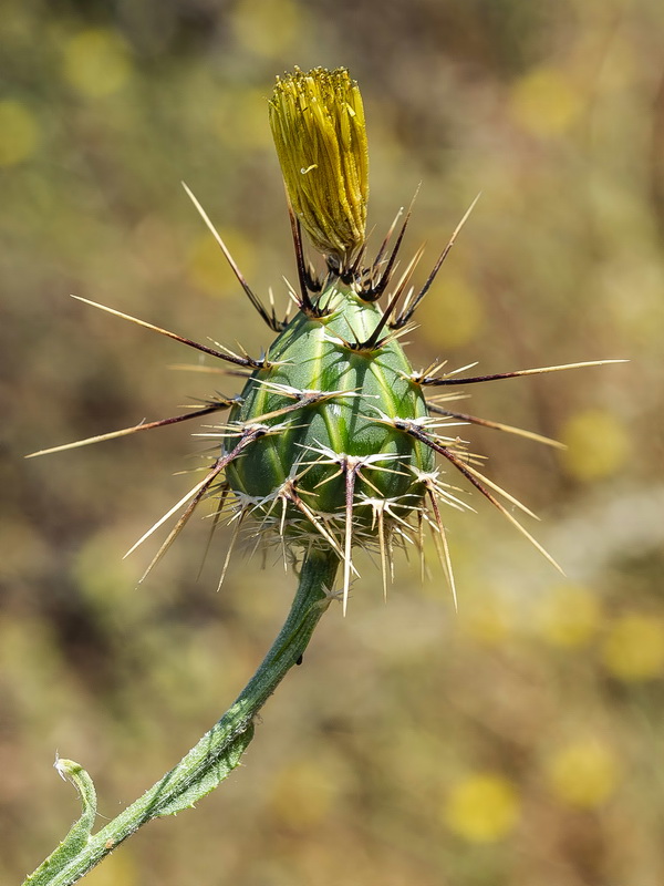 Centaurea sulphurea.06