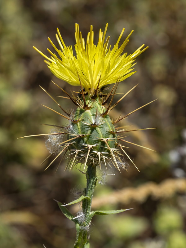 Centaurea sulphurea.07