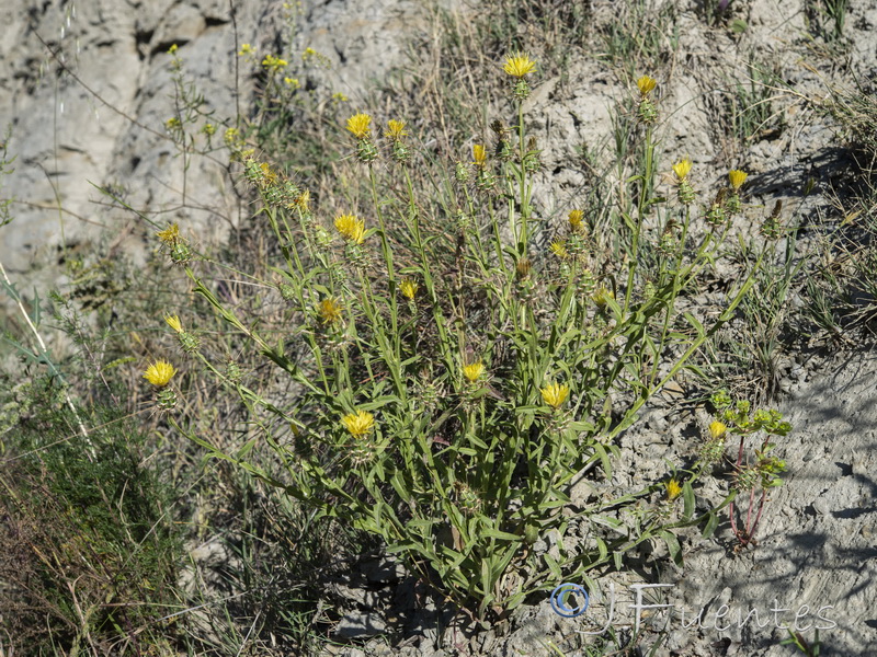 Centaurea sulphurea.03