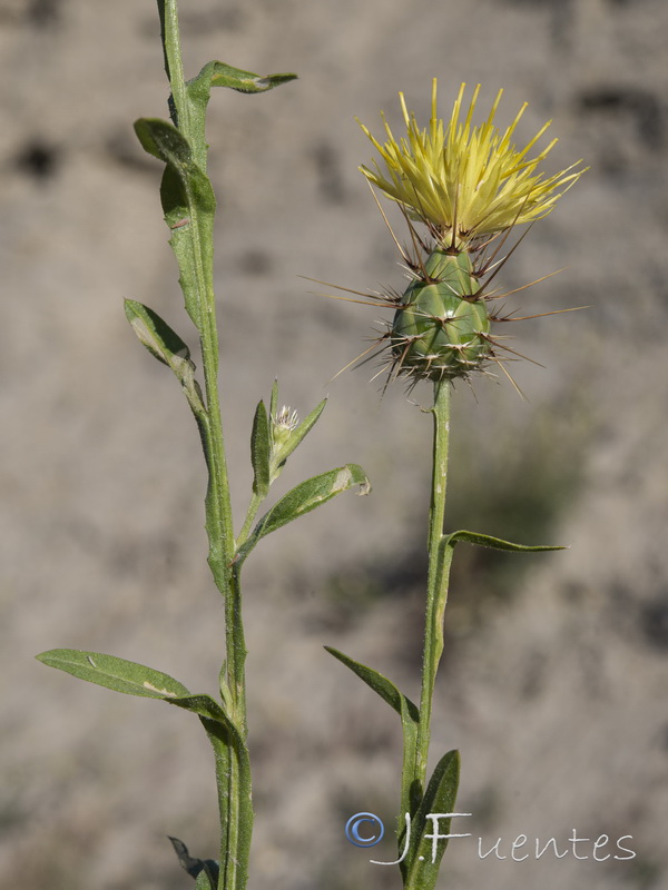 Centaurea sulphurea.13