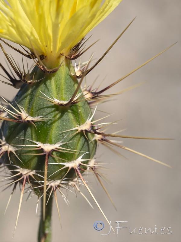 Centaurea sulphurea.16