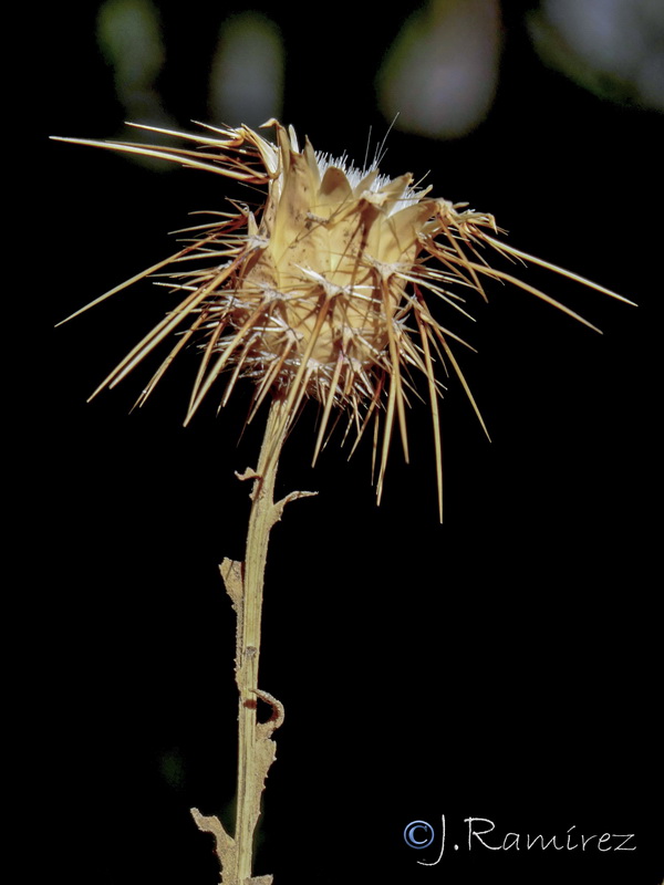 Centaurea sulphurea.17