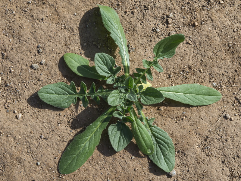 Centaurea sulphurea.18