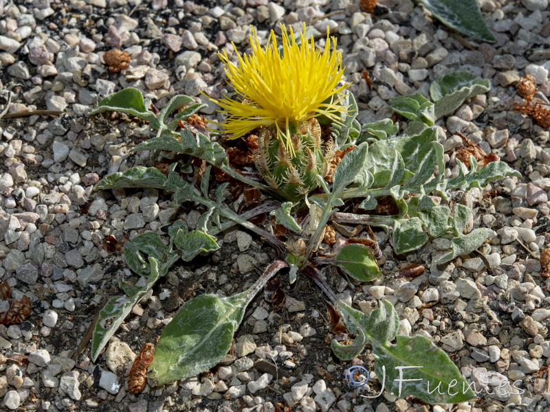 Centaurea toletana toletana..03