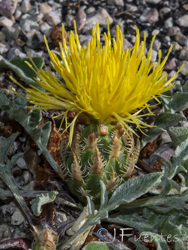 Centaurea toletana toletana.19