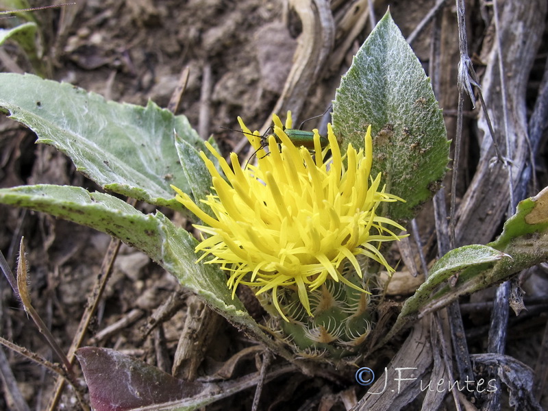 Centaurea toletana toletana..04