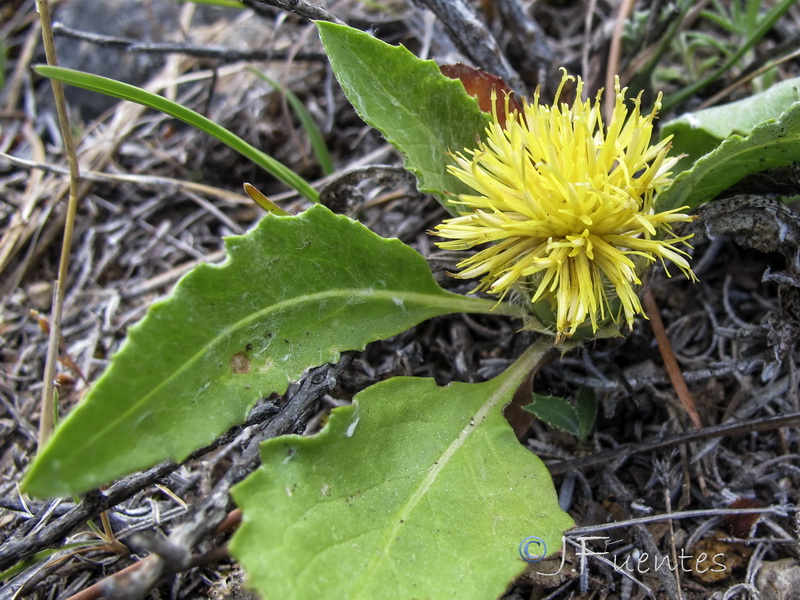 Centaurea toletana toletana..05