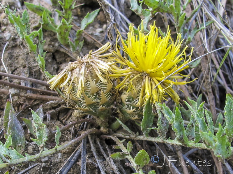 Centaurea toletana toletana..06