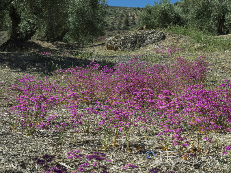 Centaurium grandiflorum boissieri.01