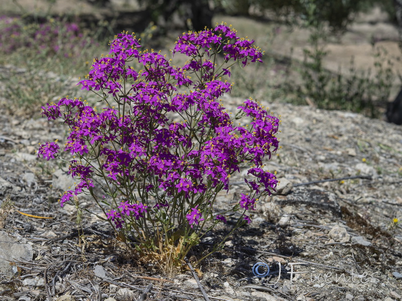 Centaurium grandiflorum boissieri.02