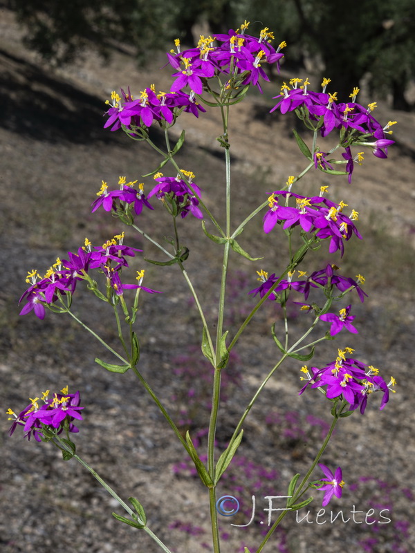 Centaurium grandiflorum boissieri.05