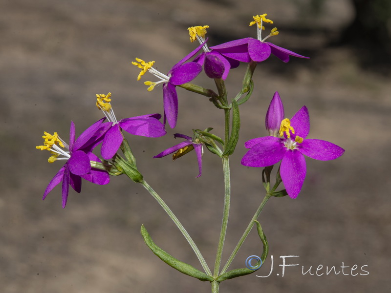 Centaurium grandiflorum boissieri.07