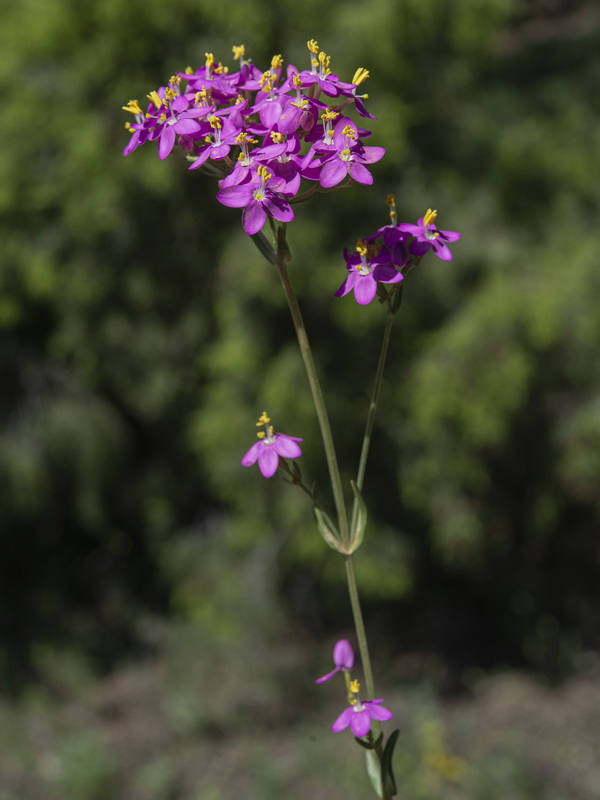 Centaurium grandiflorum boissieri.09