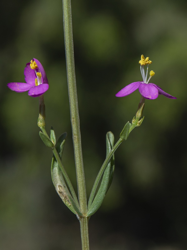 Centaurium grandiflorum boissieri.10