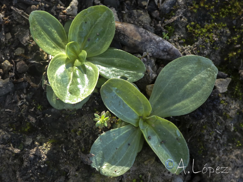 Centaurium grandiflorum boissieri.13