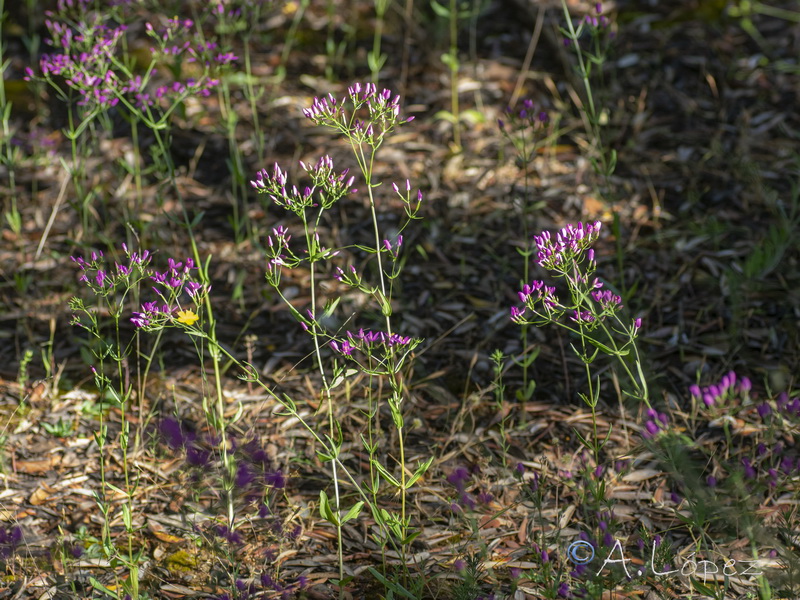 Centaurium grandiflorum grandiflorum.01