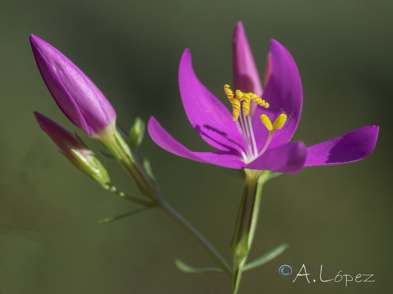 Centaurium grandiflorum grandiflorum.07