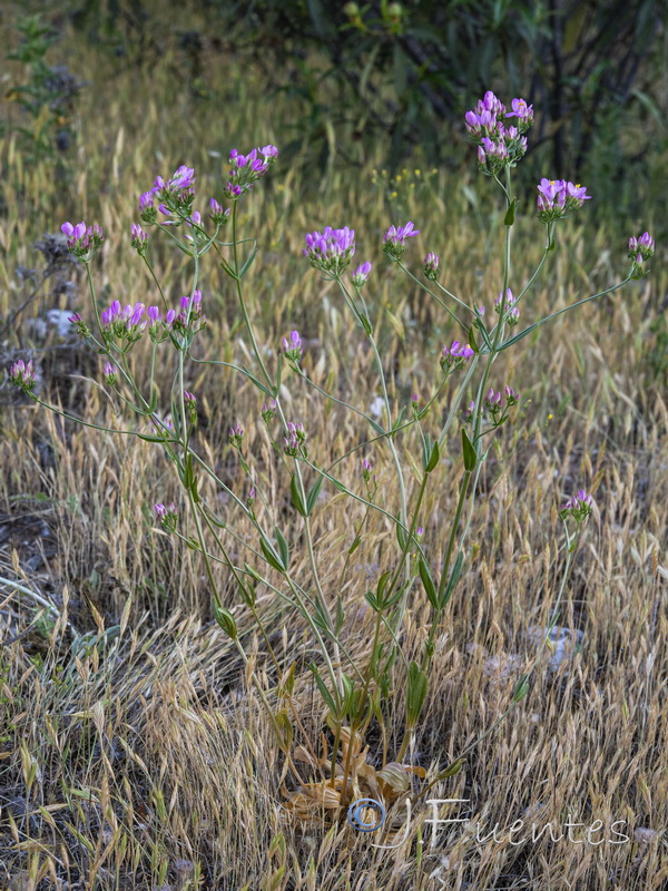 Centaurium grandiflorum majus.01