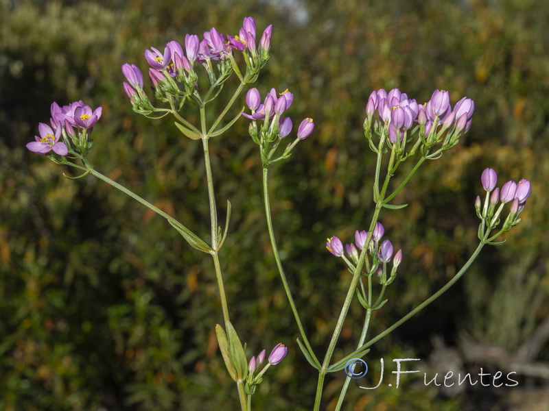 Centaurium grandiflorum majus.03