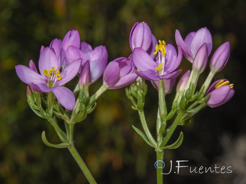 Centaurium grandiflorum majus.04