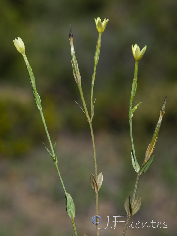 Centaurium maritimum.05