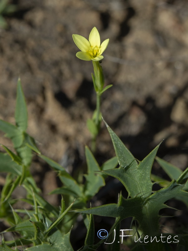 Centaurium maritimum.08