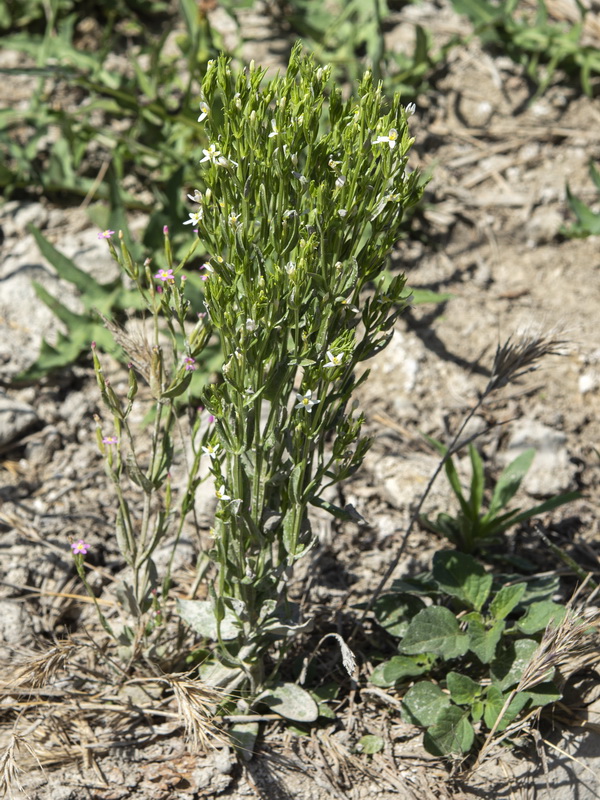 Centaurium pulchellum.01