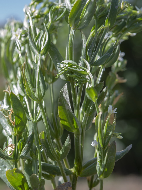 Centaurium pulchellum.02