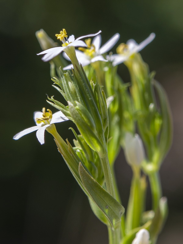 Centaurium pulchellum.06
