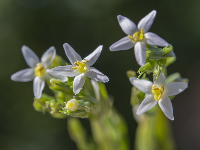 Centaurium pulchellum.08