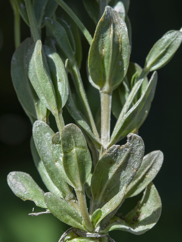 Centaurium pulchellum.11