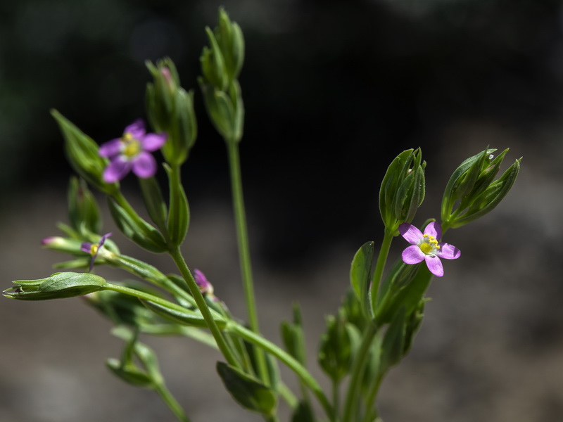 Centaurium pulchellum.13