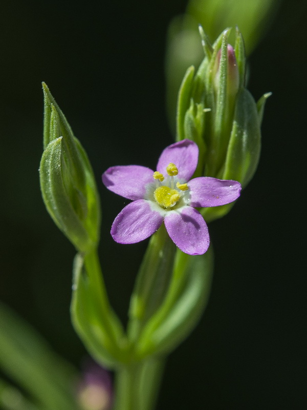 Centaurium pulchellum.19