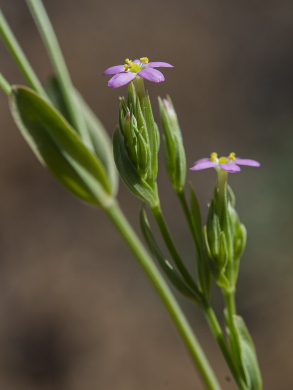 Centaurium pulchellum.23