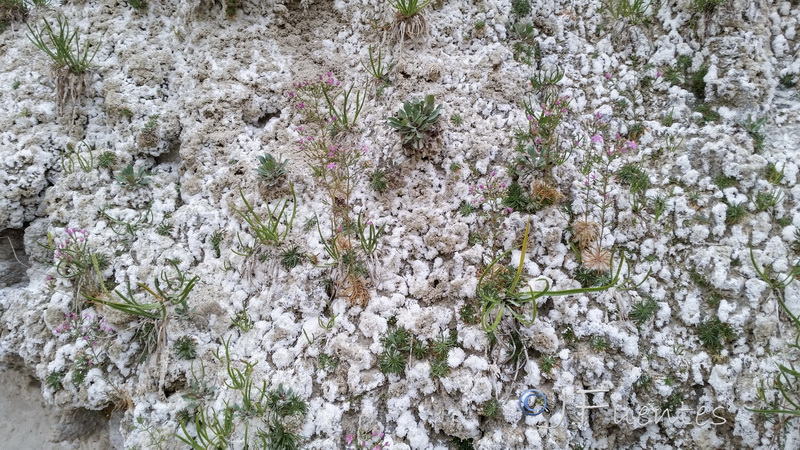 Centaurium quadrifolium.01