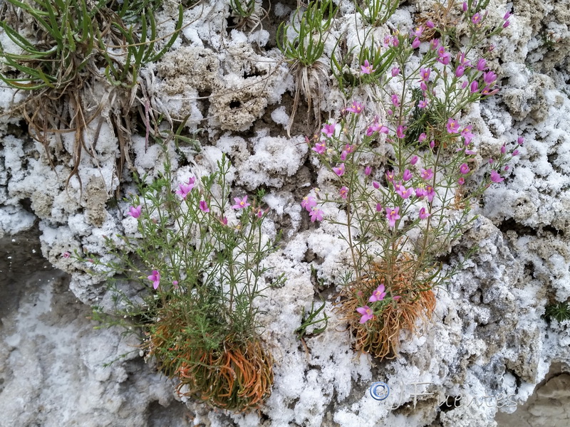 Centaurium quadrifolium.02