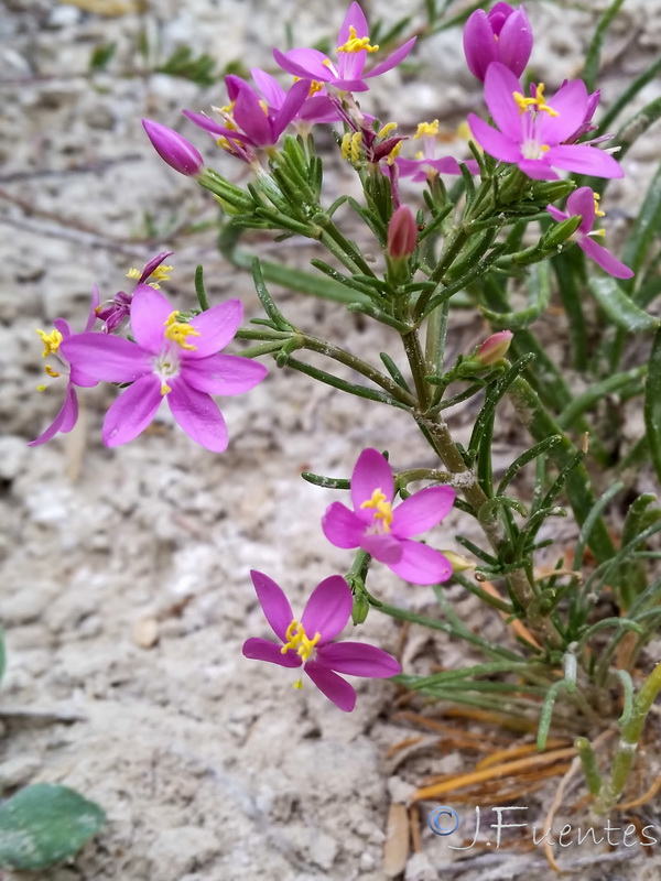 Centaurium quadrifolium.06